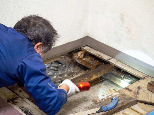 Best Mold Remediation  in Albany, TX