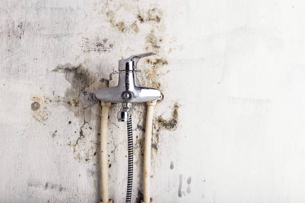 Best Professional Mold Removal  in Albany, TX