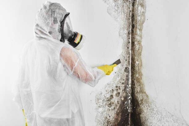 Best Residential Mold Removal  in Albany, TX