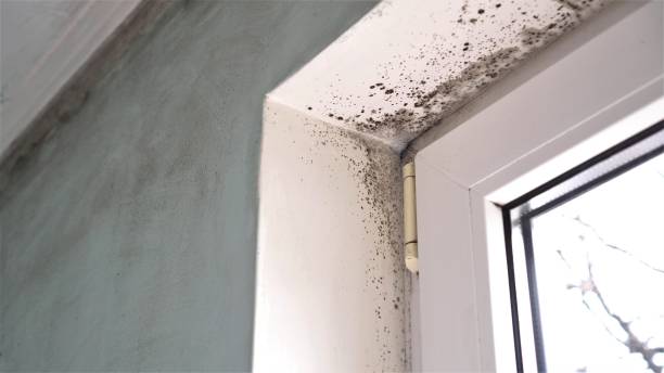 Best Crawl Space Mold Removal  in Albany, TX