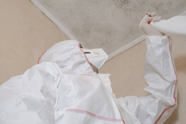 Best Certified Mold Removal  in Albany, TX
