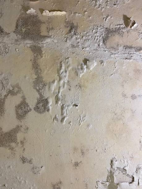 Best Fast Mold Removal  in Albany, TX