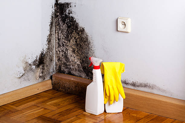 Best Home Mold Removal  in Albany, TX