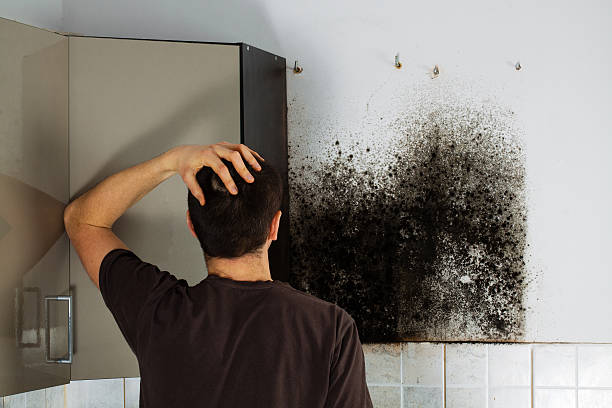 Best Mold Damage Repair  in Albany, TX