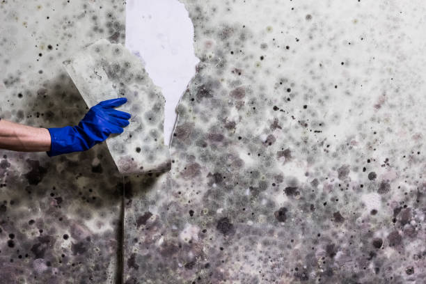 Best Mold Testing and Removal  in Albany, TX